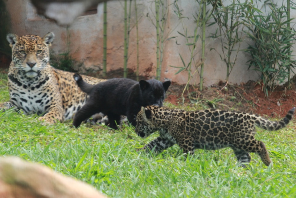 Nascem primeiros filhotes de onças-pintadas em cativeiro no Espírito Santo