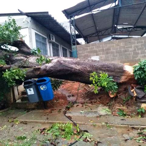 Vendaval e chuva forte derrubam árvores, destelham casas e provocam caos em Alegre