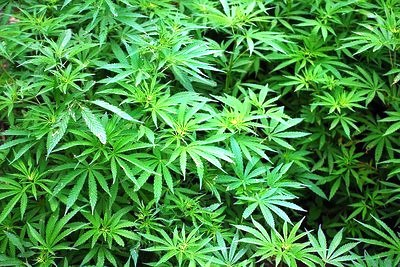 Folhas de Cannabis sativa, popularmente conhecida como maconha, que tem o canabidiol como um dos princípios ativos