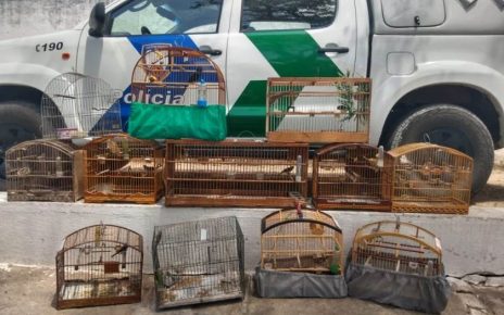 Policia Ambiental recolhe pássaros silvestres mantidos em cativeiro em Colatina