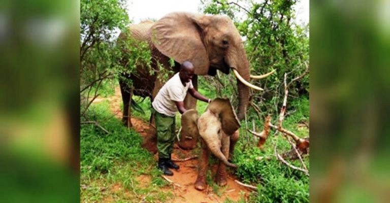 No Quênia, elefanta leva filhote recém-nascido para conhecer pessoas que salvaram sua vida