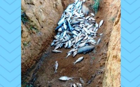 Três toneladas de peixes mortos, são encontrados pela PM em lagoa de Marilândia - Foto Reprodução