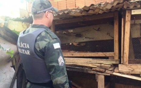 Polícia Ambiental recolhe pássaros silvestres mantidos em cativeiro em Colatina - Foto Reprodução