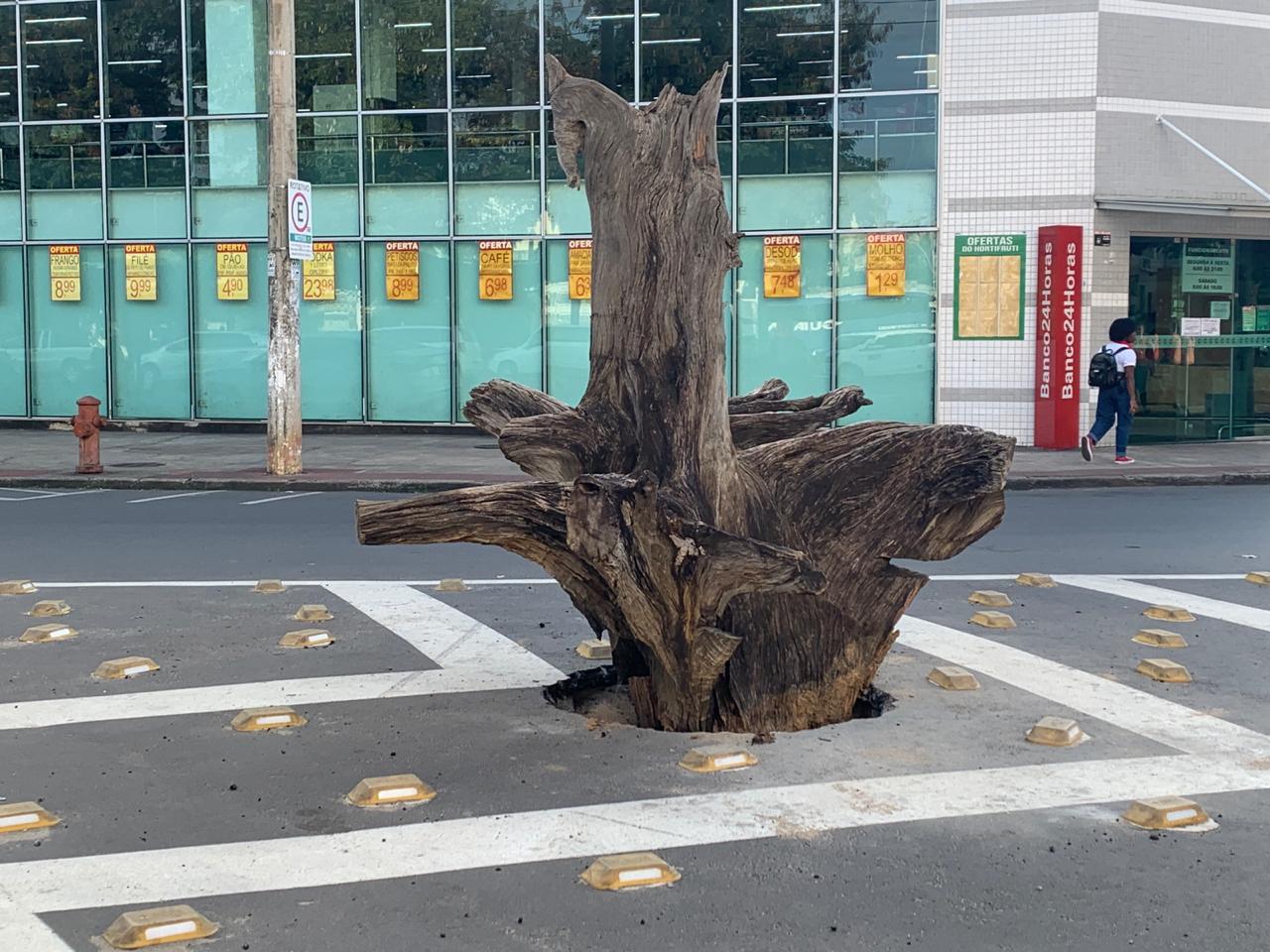 Em tempos de pandemia tronco decorativo divide opiniões em Colatina - Foto Reprodução