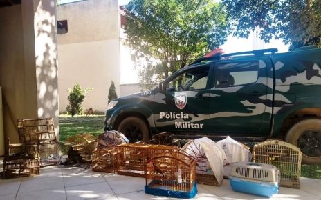Pássaros e gaiolas apreendidos pela Polícia Ambiental - Foto: BPMA/Divulgação