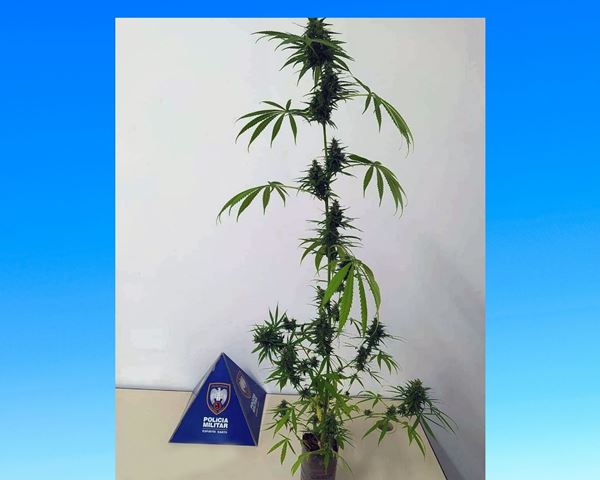 Pé de maconha encontrado pela PM em Vila Lenira - Colatina.ES - Foto: PMES/Divulgação