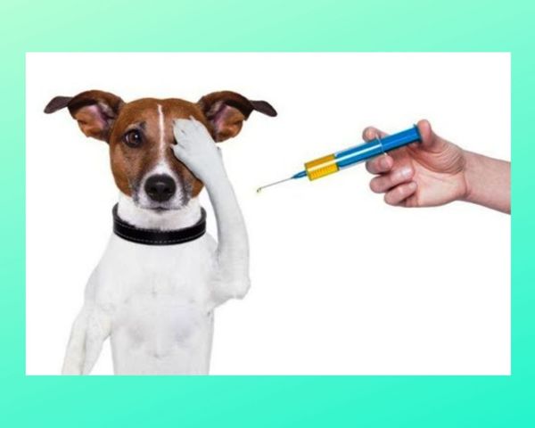 Vacinação antirrábica para cães e gatos terá inicio em Colatina - Foto Reprodução