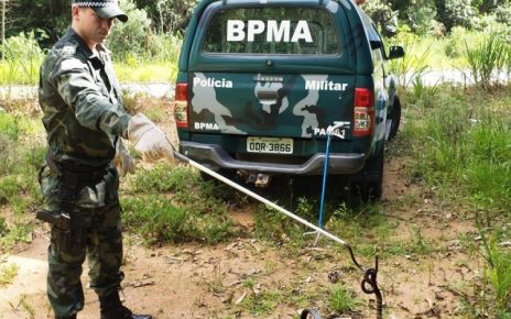 Polícia Ambiental resgata serpente dentro de veículo em Santa Teresa - (Foto: BPMA/Divulgação)