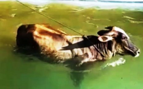 Vaca cai em piscina e é resgatada por bombeiros, no ES - Foto: Reprodução