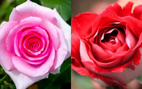 Cultivo de rosas raras garante ótima renda para 3 famílias de Colatina - Foto: Reprodução