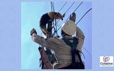 Bombeiros resgatam tamanduá do alto de poste em Colatina - Foto: Reprodução