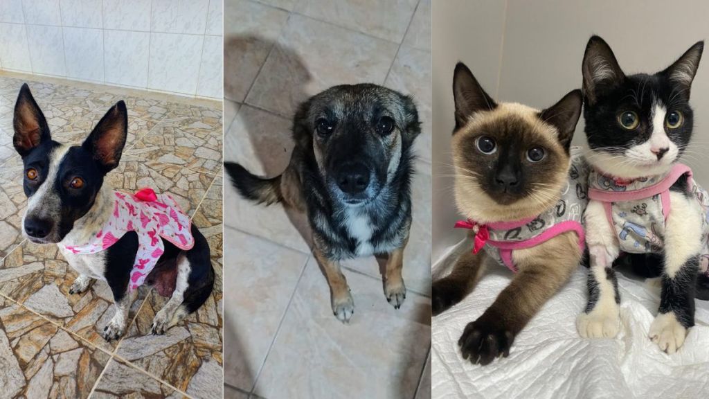 Prefeitura de Colatina realiza 1ª Feira de Adoção de Pets - Foto: Comunicação/PMC