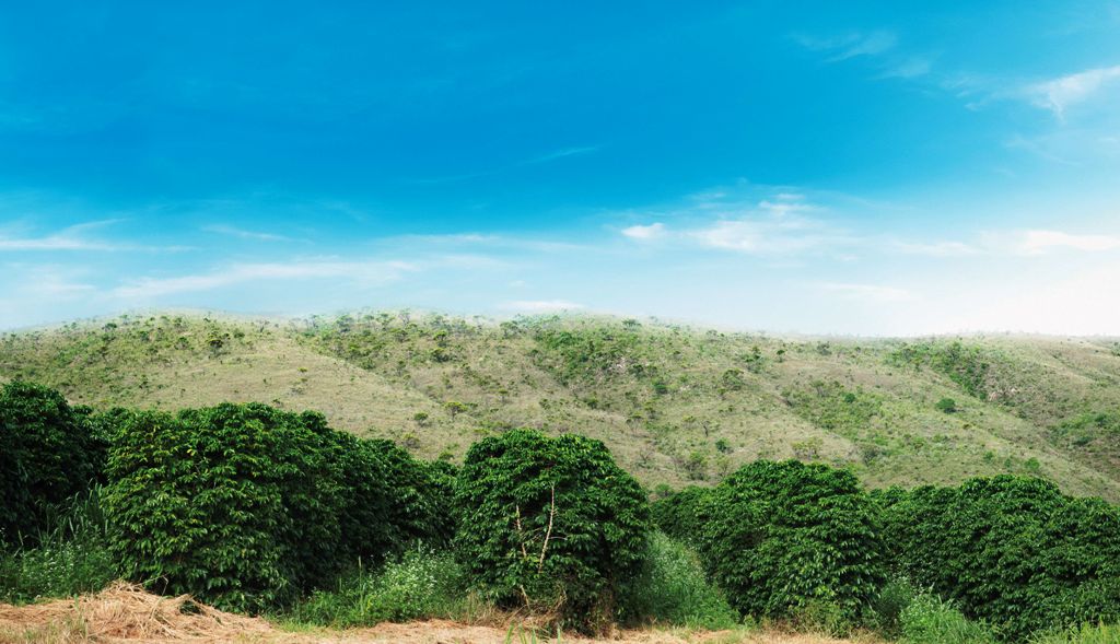 NKG Stockler oferece suporte a produtores para implantar cafeicultura regenerativa nas propriedades - Foto: Reprodução