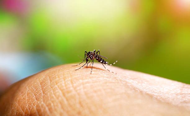 Mais de 160 casos foram confirmados no município; 90% dos focos do mosquito estão dentro das residências. Foto: reprodução