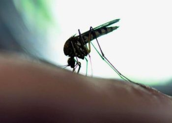 Febre do Oropouche confirmada em Colatina: saiba o que é, sintomas e cuidados - Foto: Reprodução