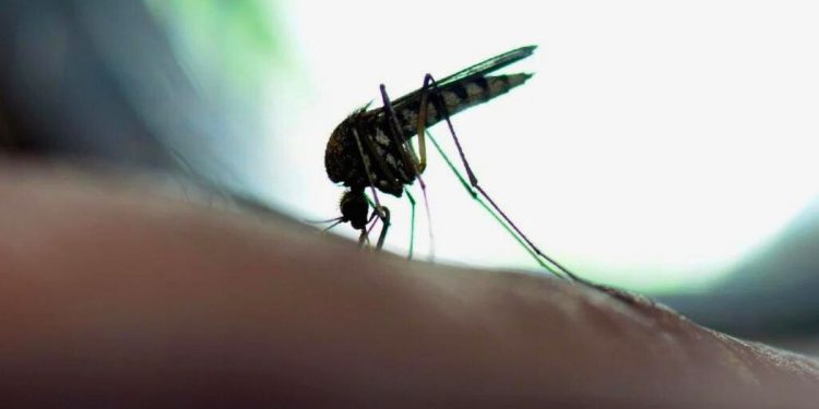 Febre do Oropouche confirmada em Colatina: saiba o que é, sintomas e cuidados - Foto: Reprodução