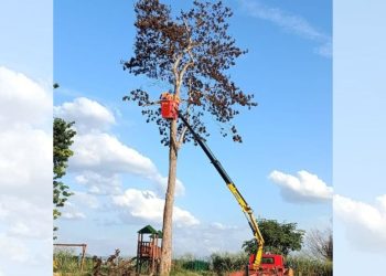 Sanear retira árvore que ameaçava cair no bairro Antônio Damiani em Colatina - Foto: Comunicação PMC