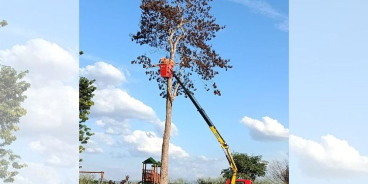 Sanear retira árvore que ameaçava cair no bairro Antônio Damiani em Colatina - Foto: Comunicação PMC