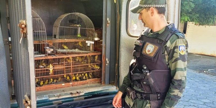 BPMA resgata do cativeiro ilegal 81 pássaros da fauna silvestre no Norte do ES - Foto: BPMA/Divulgação