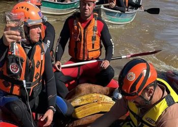 Cavalo Caramelo é resgatado de telhado de casa no Rio Grande do Sul - Foto: Corpo de Bombeiros RS
