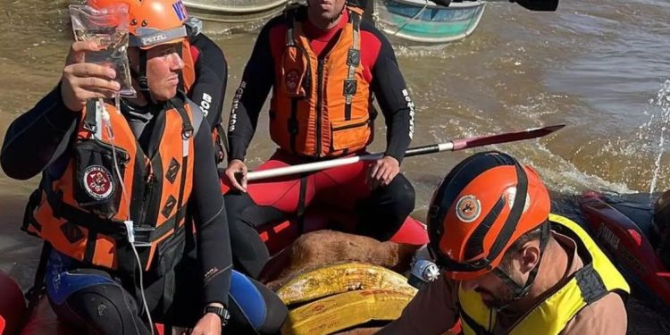 Cavalo Caramelo é resgatado de telhado de casa no Rio Grande do Sul - Foto: Corpo de Bombeiros RS