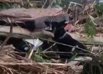 Cães do CBMES resgata corpo de adolescente arrastada por enxurrada no RS - Foto: Reprodução