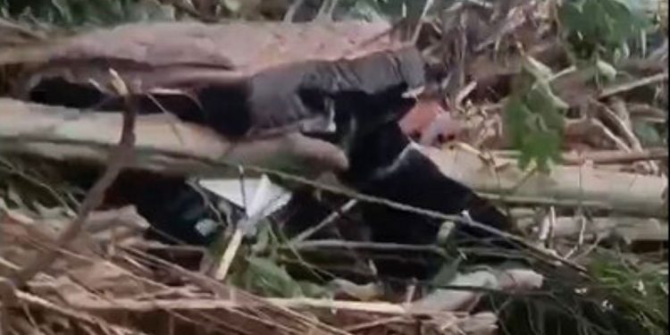 Cães do CBMES resgata corpo de adolescente arrastada por enxurrada no RS - Foto: Reprodução