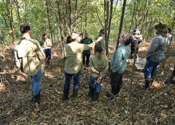 Restauração florestal na bacia do rio Doce. Créditos - Fundação Renova