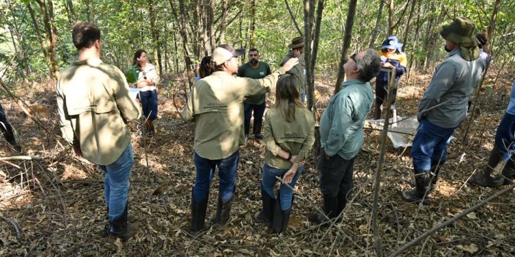 Restauração florestal na bacia do rio Doce. Créditos - Fundação Renova