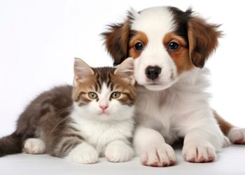 Inverno: como proteger seus cães e gatos do frio - Foto: Freepik