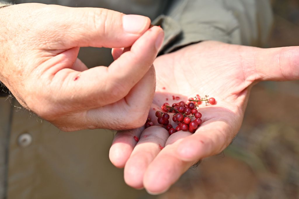 Restauração florestal na bacia do rio Doce. Créditos - Fundação Renova