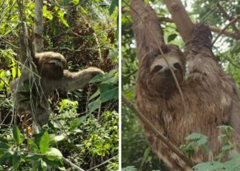 Dois Bichos-Preguiça São Resgatados na BR-101 - Foto: Eco 101