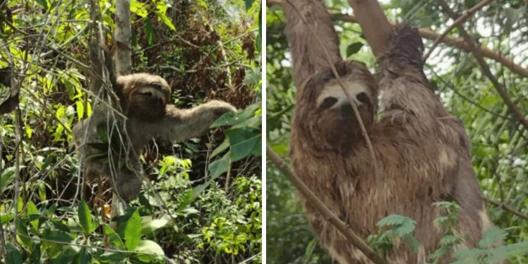 Dois Bichos-Preguiça São Resgatados na BR-101 - Foto: Eco 101