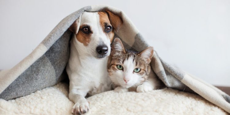Proteja seu Pet do Frio: Dicas para um Inverno Aconchegante e Seguro - Foto: Adobe Stock