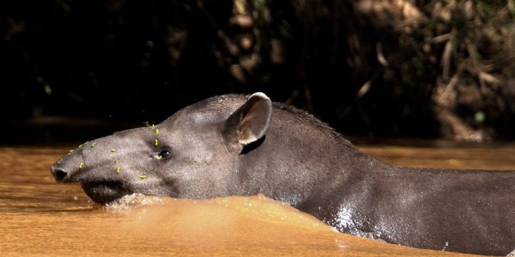 Anta Tapirus terrestris uma das espécies alvo do Plano de Ação para a Conservação da Biodiversidade Terrestre registrada no Parque Estadual do Rio Doce em fevereiro de 2024 Crédito Renato Vio