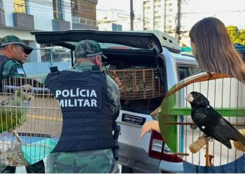 Iema apreende 24 aves silvestres, incluindo espécies ameaçadas, em operações de fiscalização no ES - Foto: Iema