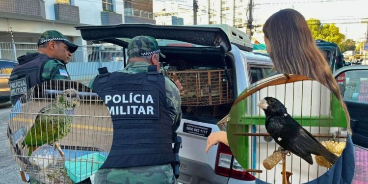 Iema apreende 24 aves silvestres, incluindo espécies ameaçadas, em operações de fiscalização no ES - Foto: Iema