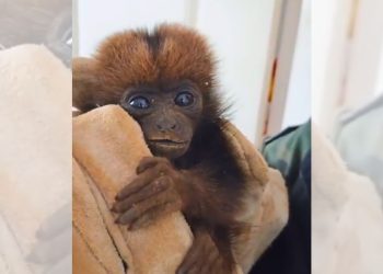 Filhote de Bugio-Ruivo resgatado pela Polícia Militar Ambiental em Joatuba - Foto: Reprodução
