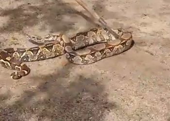 Vídeo | Surpresa matinal: jiboia é encontrada em quintal de residência em Linhares