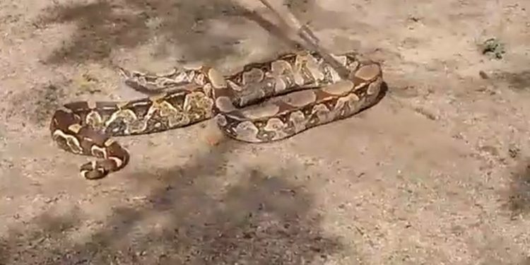 Vídeo | Surpresa matinal: jiboia é encontrada em quintal de residência em Linhares