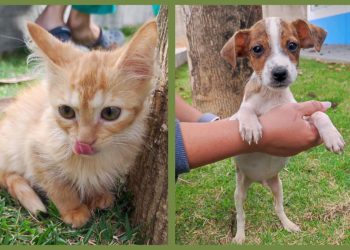 Neste sábado tem feira de adoção de animais em Colatina - Foto: Reprodução