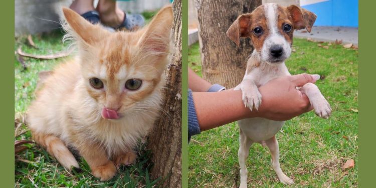 Neste sábado tem feira de adoção de animais em Colatina - Foto: Reprodução