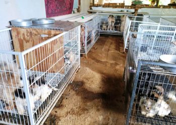 Mais de 140 cães são encontrados com sinais de maus-tratos em canil clandestino no ES - Foto: PCES/Divulgação