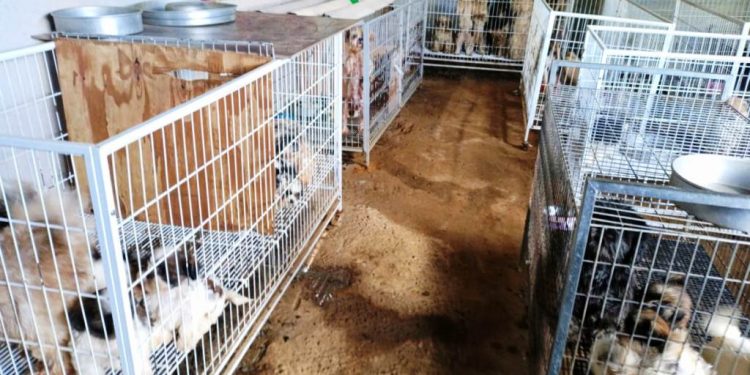 Mais de 140 cães são encontrados com sinais de maus-tratos em canil clandestino no ES - Foto: PCES/Divulgação