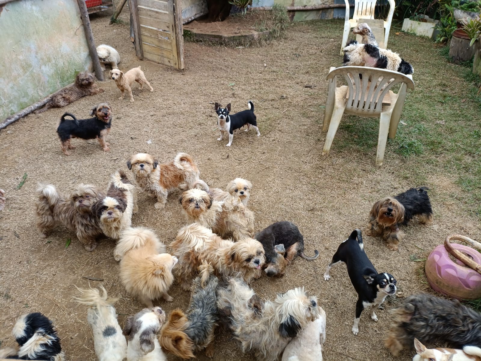 Mais de 140 cães são encontrados com sinais de maus-tratos em canil clandestino no ES - Foto: PCES/Divulgação