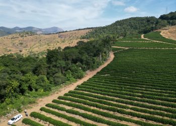 Produtor rural é multado em mais de R$ 100 mil por desmatamento ilegal em Colatina - Foto: Idaf