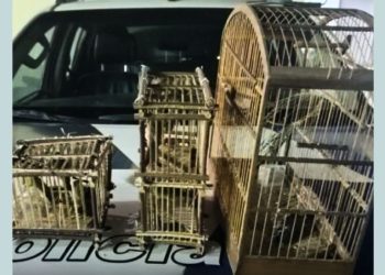 Homem é detido por transportar aves ilegalmente no norte do ES - Foto: Reprodução