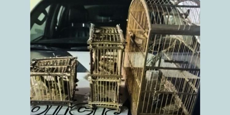 Homem é detido por transportar aves ilegalmente no norte do ES - Foto: Reprodução