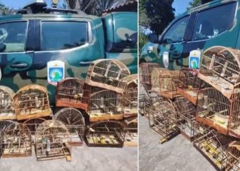 Polícia Ambiental apreende 18 pássaros silvestres em cativeiro na Grande Vitória - Foto: PMA do ES