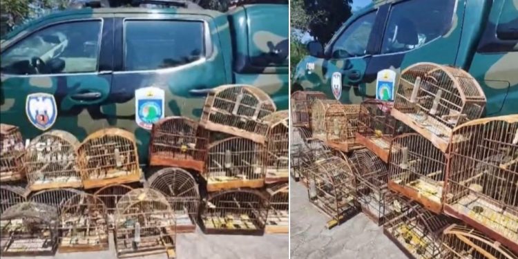 Polícia Ambiental apreende 18 pássaros silvestres em cativeiro na Grande Vitória - Foto: PMA do ES